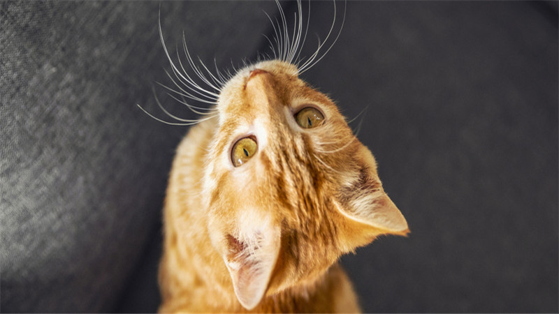 梦到猫咪对自己很凶想扑上来