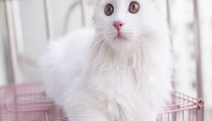 做梦梦见白色的猫什么预兆