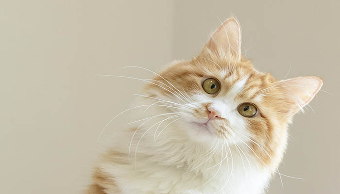 梦到猫和老鼠