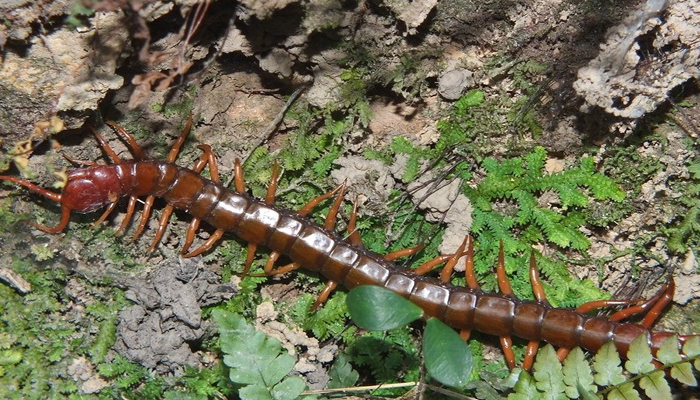 做梦梦见自己把蜈蚣弄死了