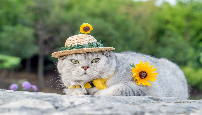 做梦梦见打猫赶猫预兆