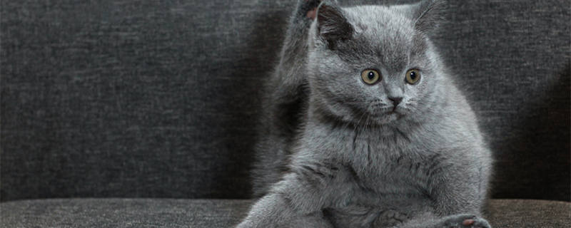 做梦做梦梦见被猫抓伤是什么意思