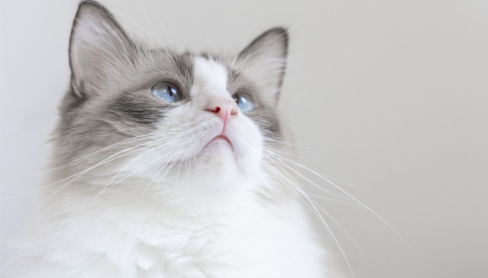 做梦梦见和猫打架是什么意思