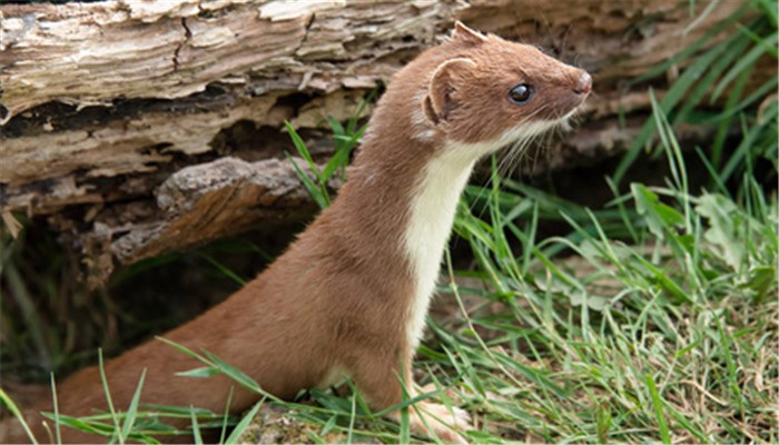 做梦梦见被黄鼠狼咬手