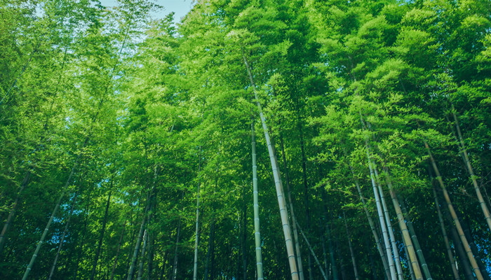 做梦梦见竹林是什么意思