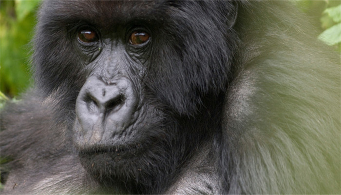 孕妇做梦梦见大猩猩