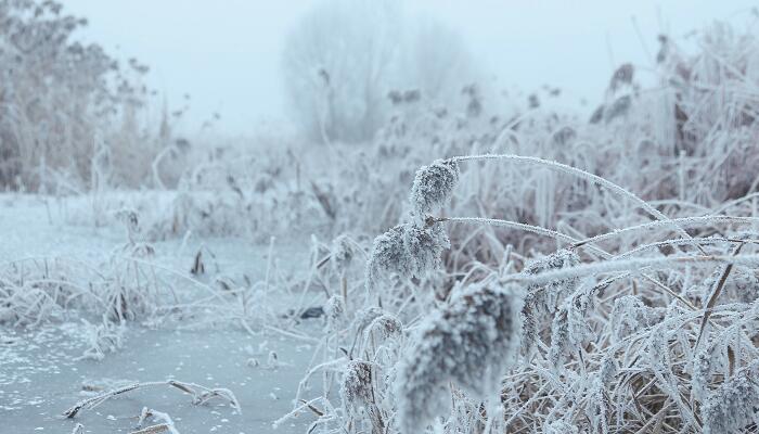 做梦梦见雨夹雪