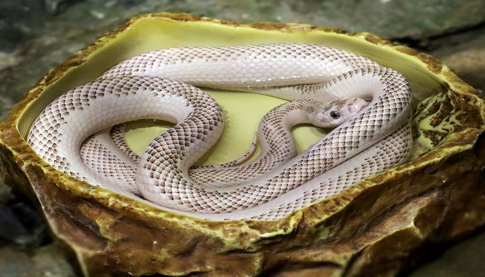 男人做梦梦见捉到大蛇是什么意思 男人做梦梦见捉到大蛇有什么预兆