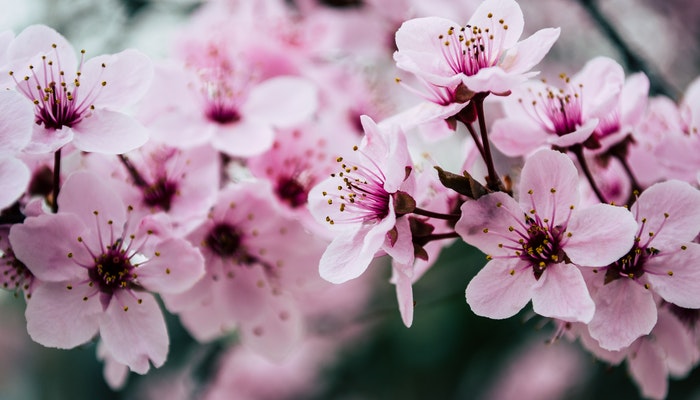 做梦梦见桃花盛开是什么意思