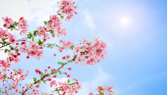 做梦梦见樱花盛开是什么意思 做梦梦见樱花盛开是什么预兆