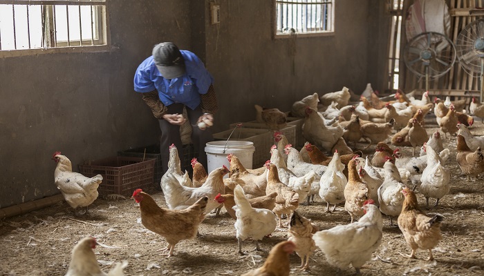 做梦梦见买鸡卖鸡抱鸡是什么意思 做梦梦见买鸡卖鸡抱鸡有什么预兆