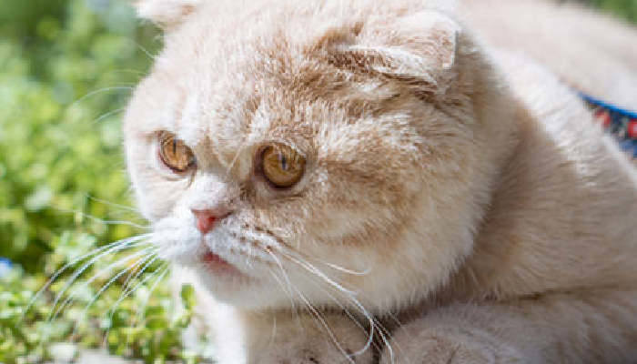 梦到猫是什么意思周公解梦