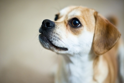 做梦梦见猎犬是什么意思 做梦梦见猎犬预示着什么