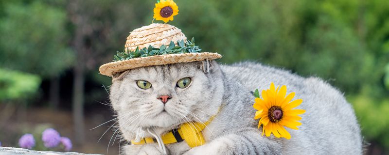 做梦梦见被猫抓咬什么预兆