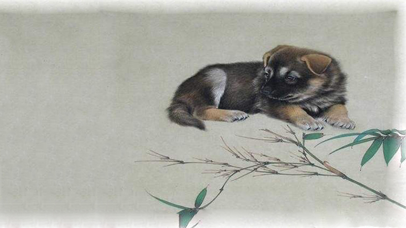 生肖猪和狗合不合，标准答案