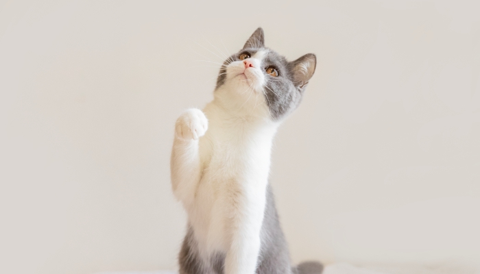 做梦梦见被猫抓伤是什么意思