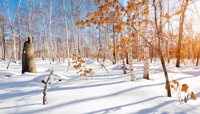 做梦梦见深雪中迷路是什么意思 做梦梦见深雪中迷路有什么预兆