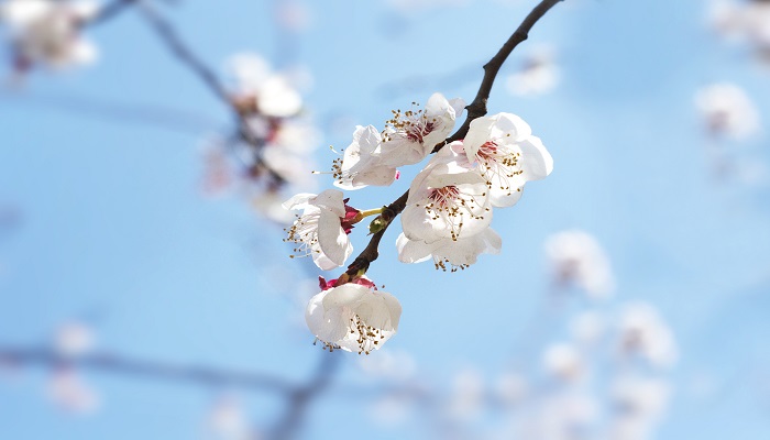 做梦梦见花草是什么意思呢