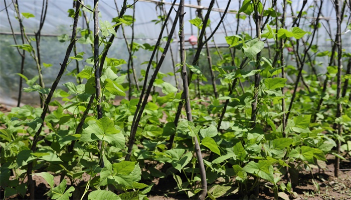 做梦梦见豆角架上长满豆角