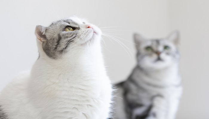 女人做梦梦见猫赶都赶不走是什么意思 女人做梦梦见猫赶都赶不走有什么预兆