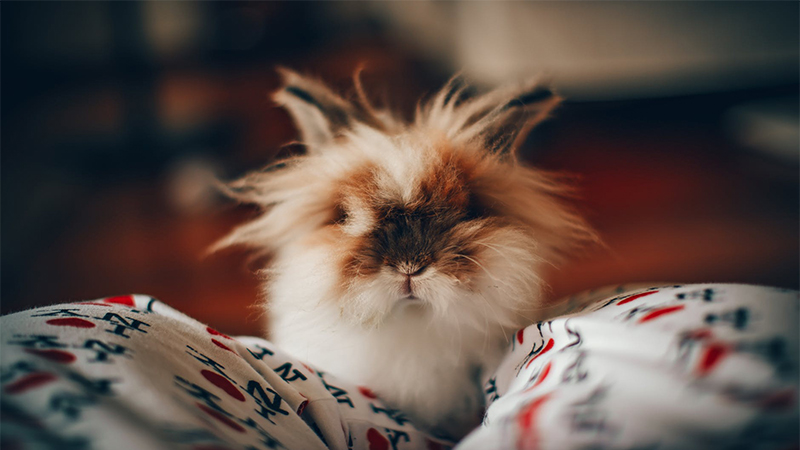 兔子和猪的属相性格合不合，详细介绍
