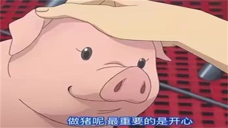 十月的猪命运如何，最佳答案
