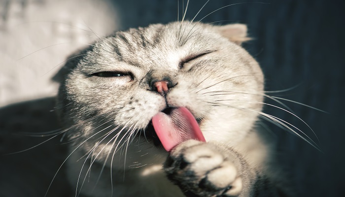 做梦做梦梦见猫是什么意思 做梦做梦梦见猫有什么预兆
