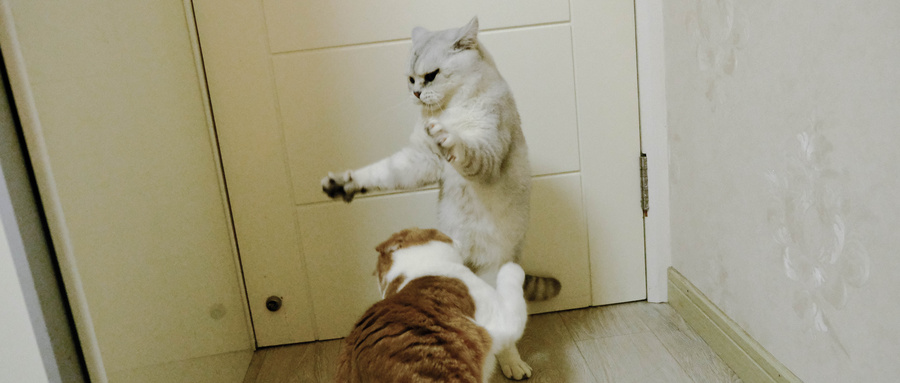 做梦梦见两只不同颜色的猫