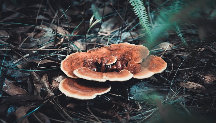 做梦梦见灵芝是什么意思 做梦梦见灵芝有什么预兆
