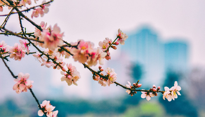 做梦梦见桃花是什么意思