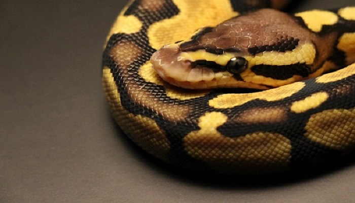 做梦梦见自己被大蟒蛇追赶