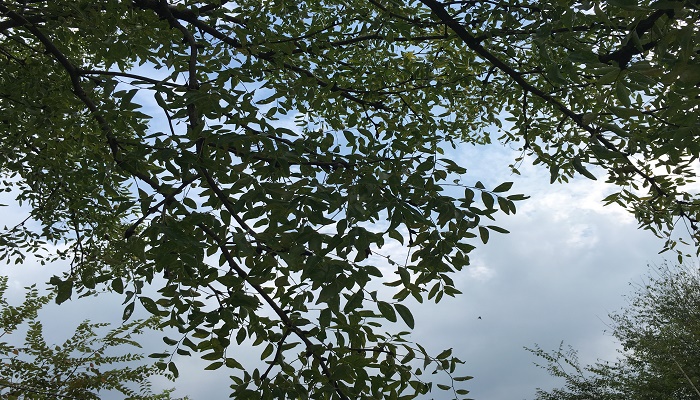做梦梦见别人家的枣树结满果实