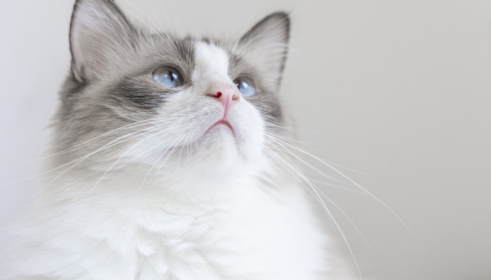 做梦梦见小猫在手中