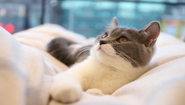 做梦梦见两只猫打架