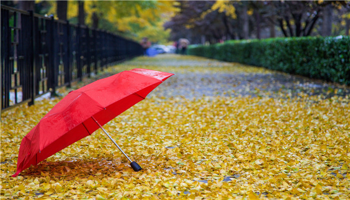 做梦梦见好几把收拢的雨伞