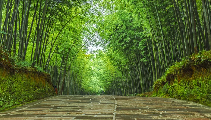 做梦梦见竹林中漫步是什么意思 做梦梦见竹林中漫步有什么预兆