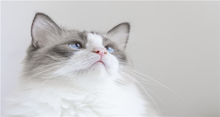 做梦梦见自己手被猫抓出血