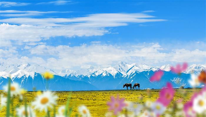 做梦梦见假花