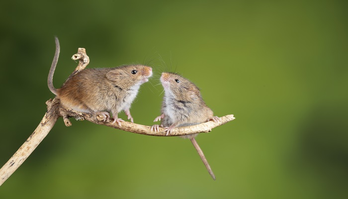 做梦梦见老鼠是什么意思 做梦梦见老鼠有什么预兆