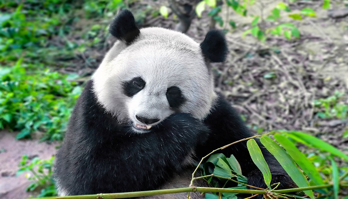 做梦梦见熊猫是什么意思 做梦梦见熊猫预示着什么