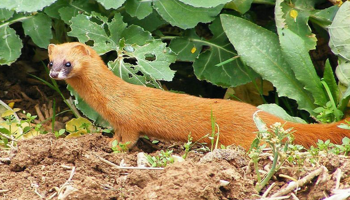 女人做梦梦见黄鼠狼进屋了