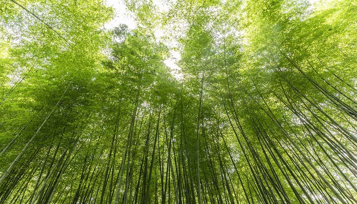 做梦梦见扯竹子预示什么