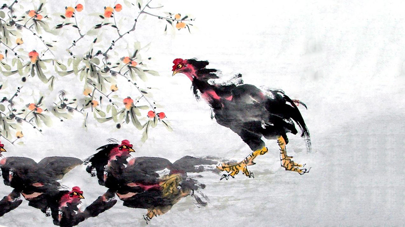 属鸡的今年运气如何，详细介绍