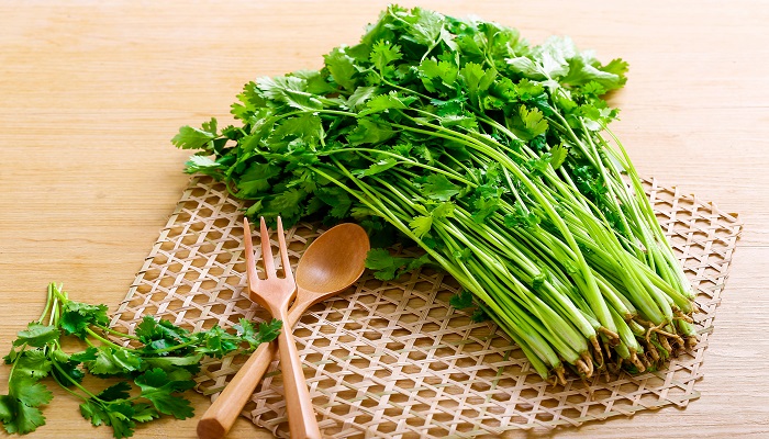 做梦梦见香菜长的很好是什么意思