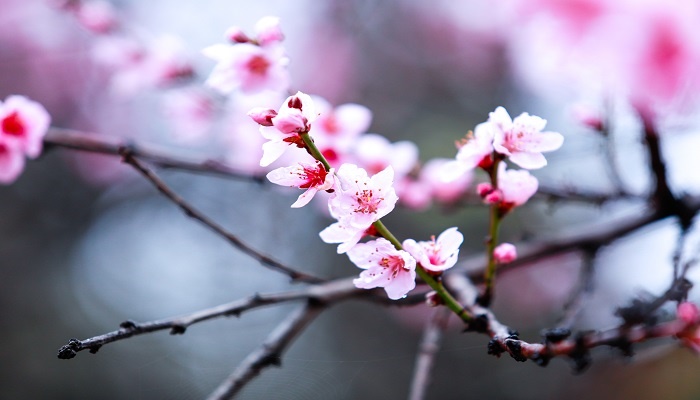 做梦梦见开花是什么预兆