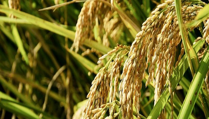 梦到粮食大丰收什么意思