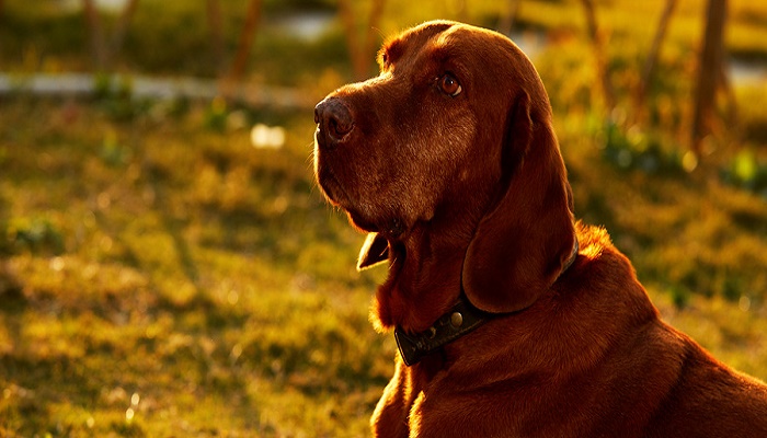 女人做梦梦见狗咬脚