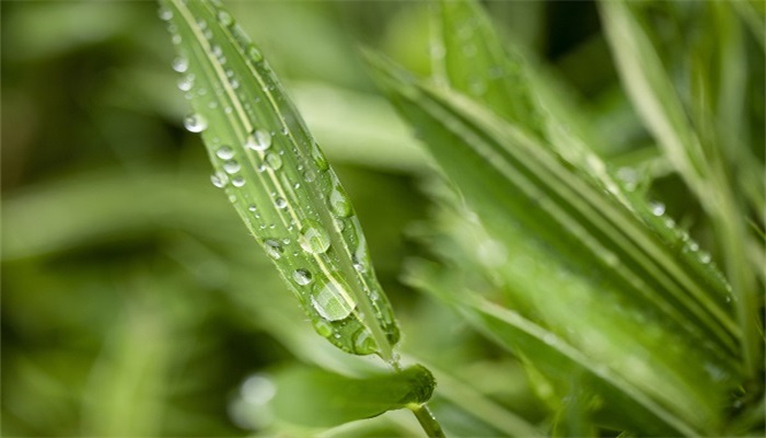 做梦梦见挖野菜是什么意思