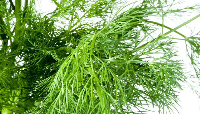 做梦梦见挖野菜是什么意思 做梦梦见挖野菜有什么预兆