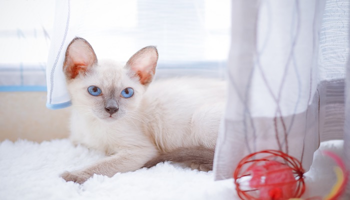 做梦梦见猫下崽子是什么意思